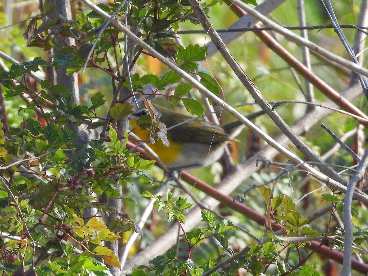 Yellow-breasted Chat - ML644703408