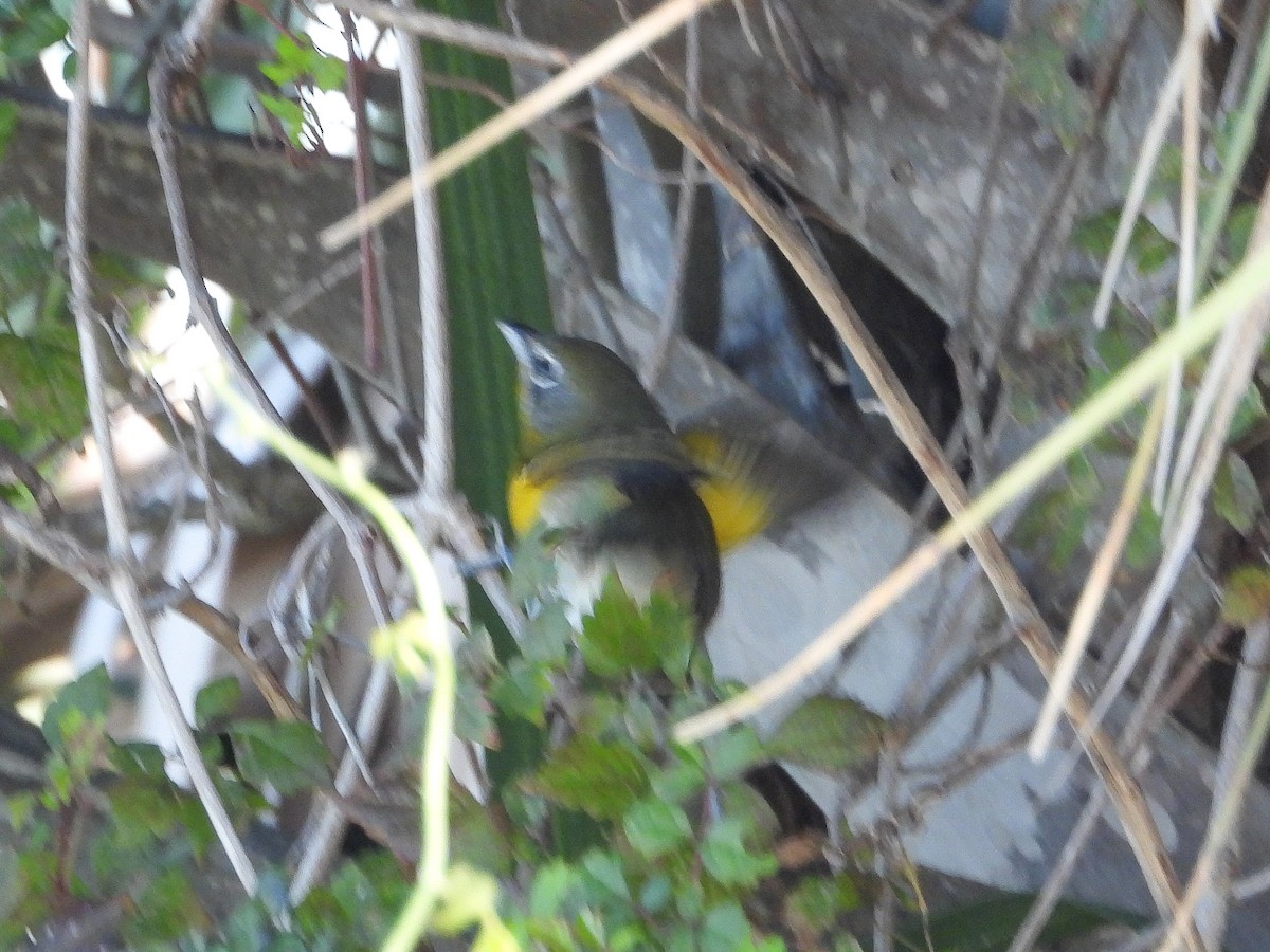 Yellow-breasted Chat - ML644703409