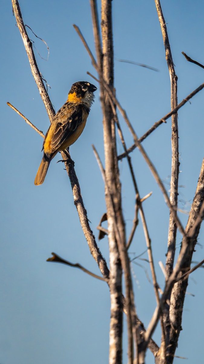 rustnakkefrøeter - ML644703423