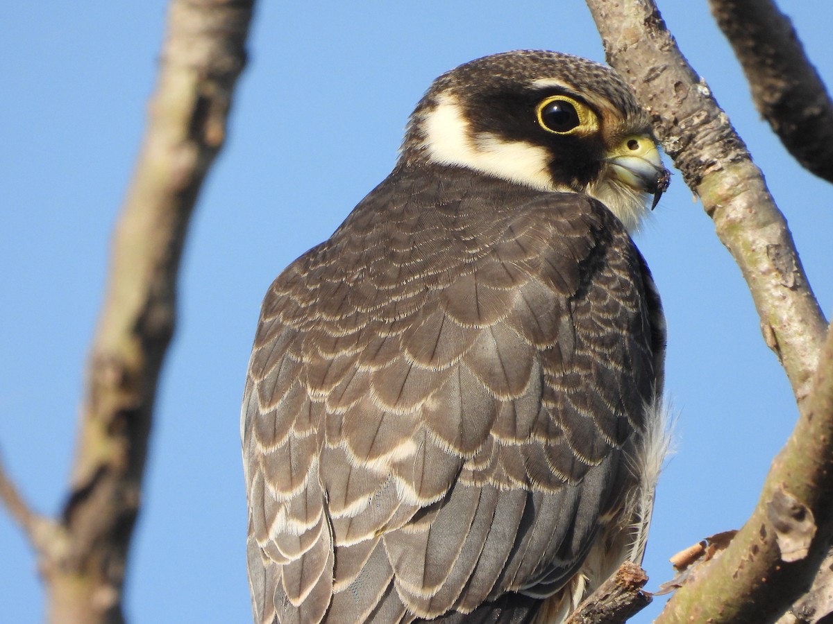 Eurasian Hobby - ML644703425