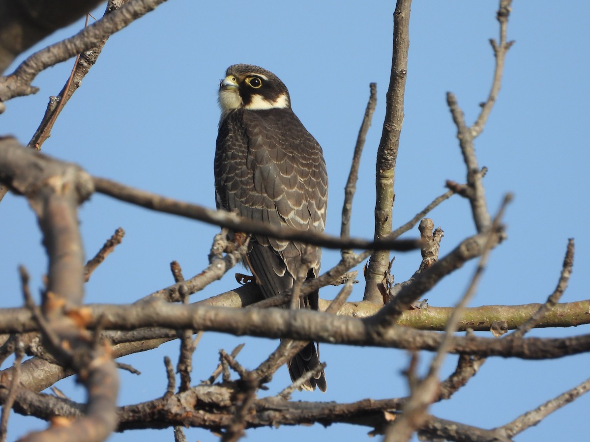 Eurasian Hobby - ML644703426