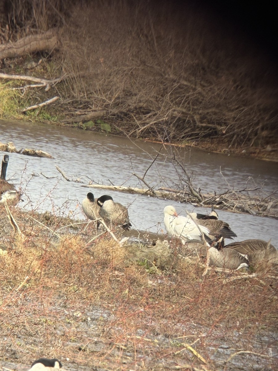 Snow Goose - ML644703441