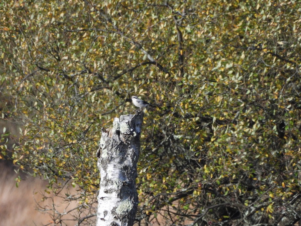 Great Gray Shrike - ML644703442