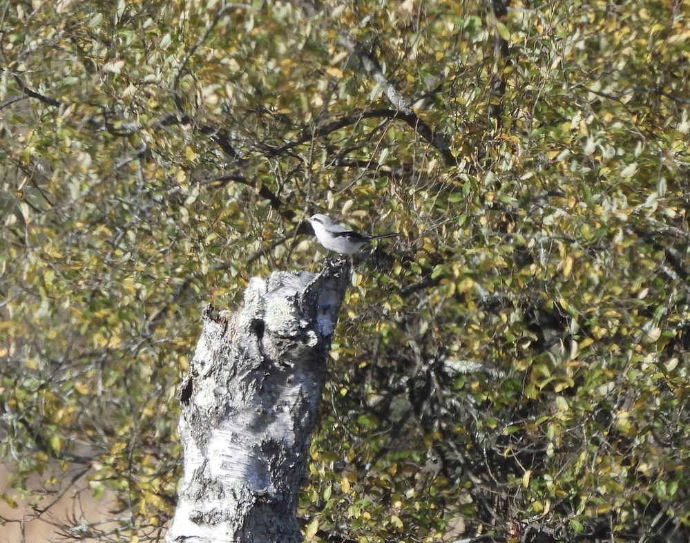 Great Gray Shrike - ML644703444