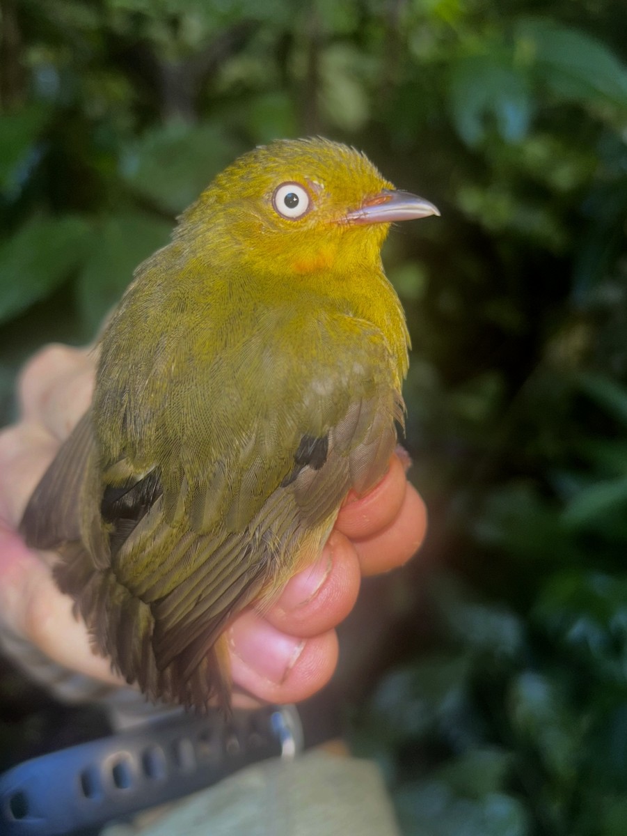 Band-tailed Manakin - ML644703447