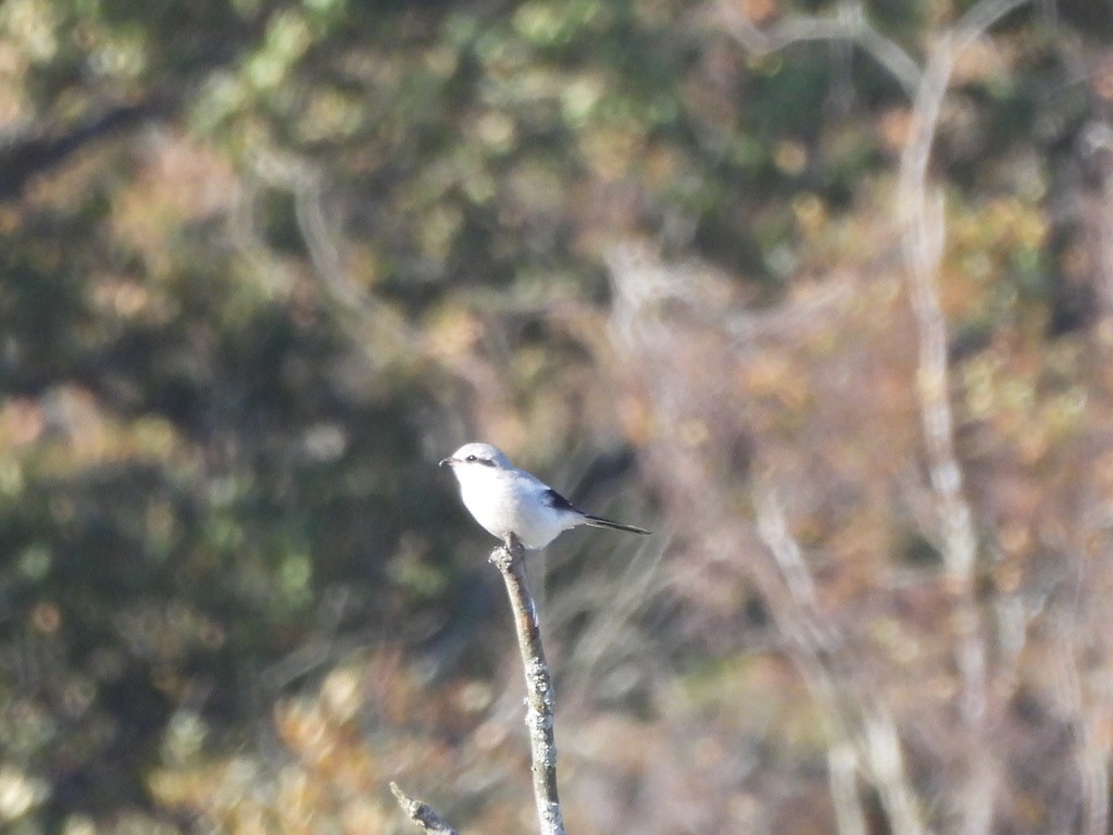 Great Gray Shrike - ML644703448