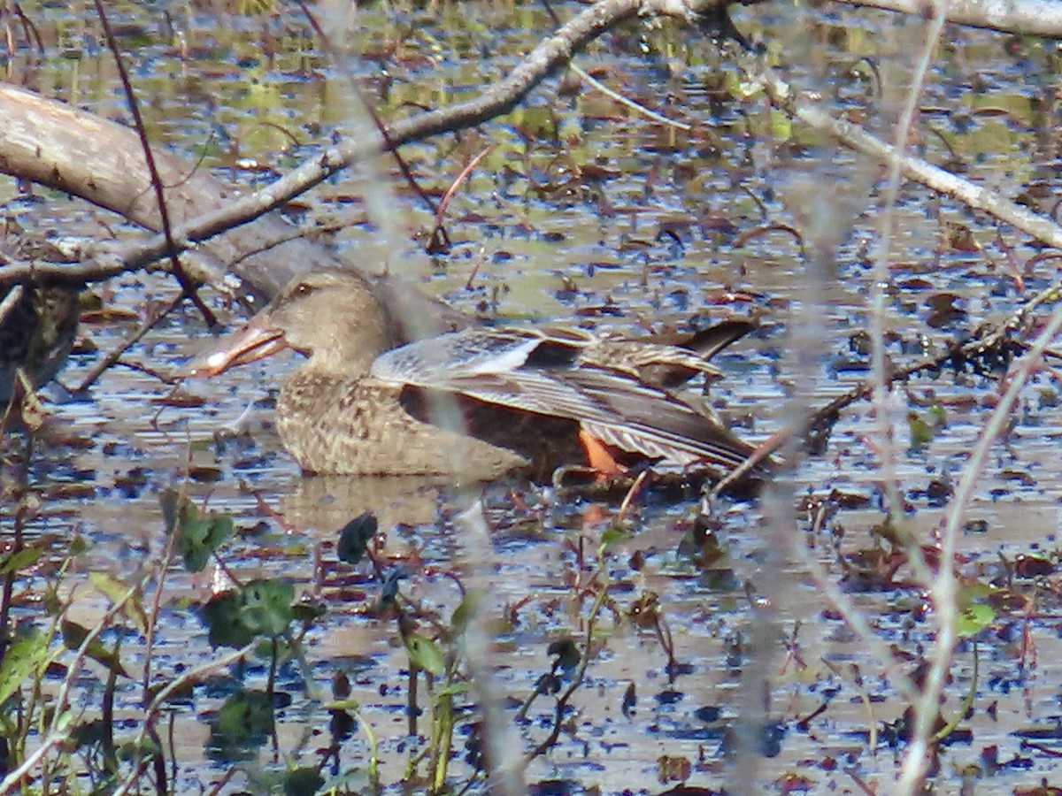 Mestolone - ML644703452