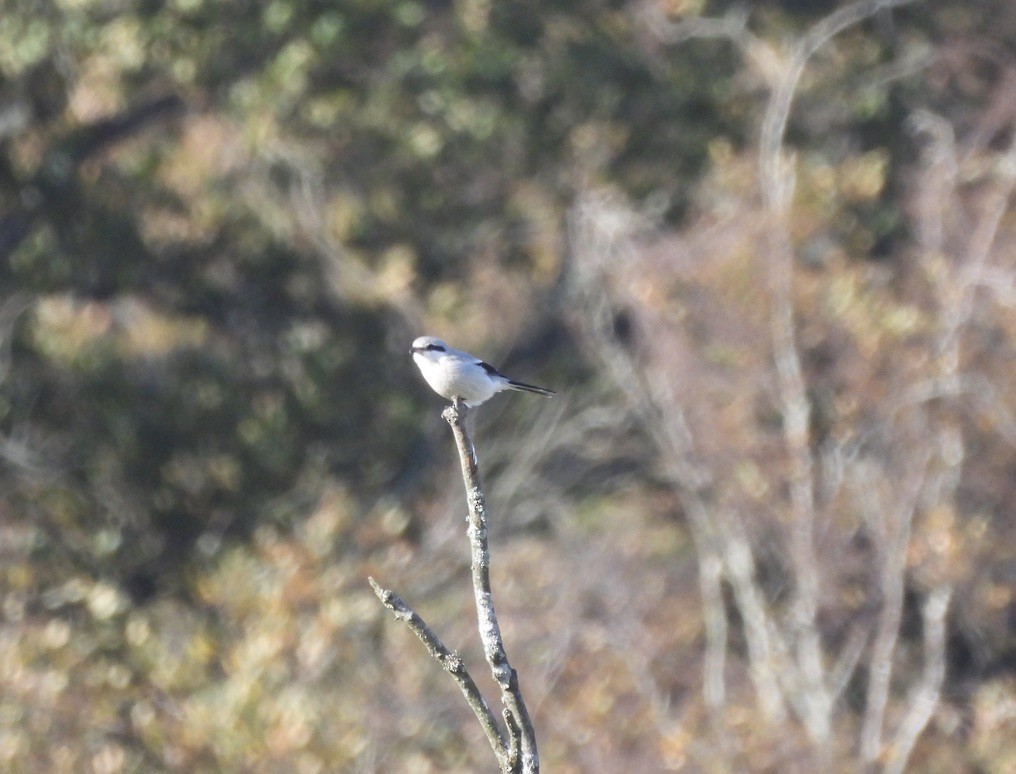 Great Gray Shrike - ML644703454