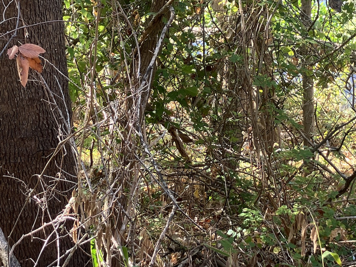 Carolina Wren - ML644703455