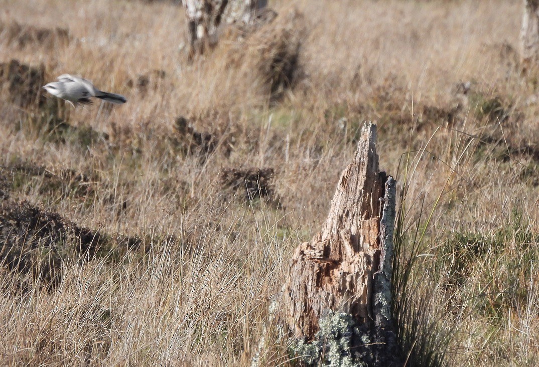 Great Gray Shrike - ML644703456