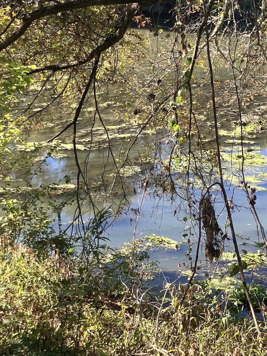 Eastern Phoebe - ML644703462