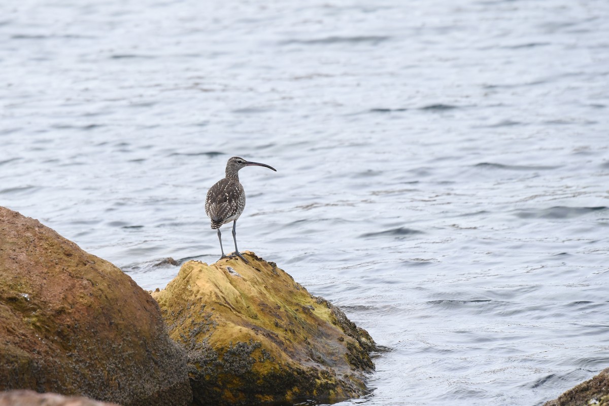 Eurasian Whimbrel (European) - ML644703465