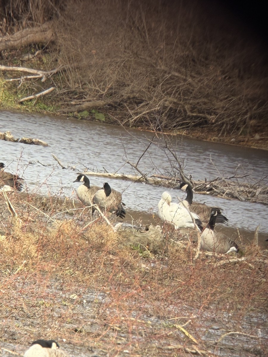 Snow Goose - ML644703466