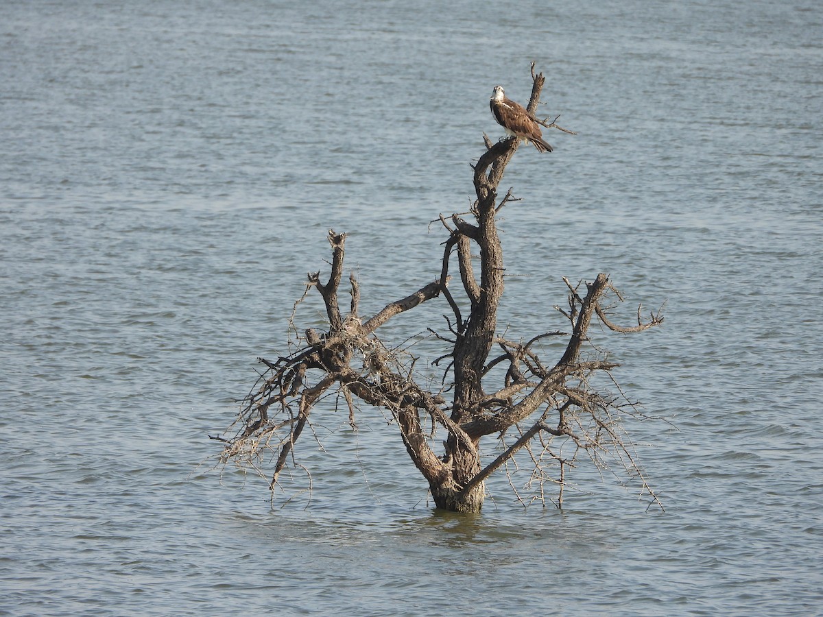 Osprey - ML644703480