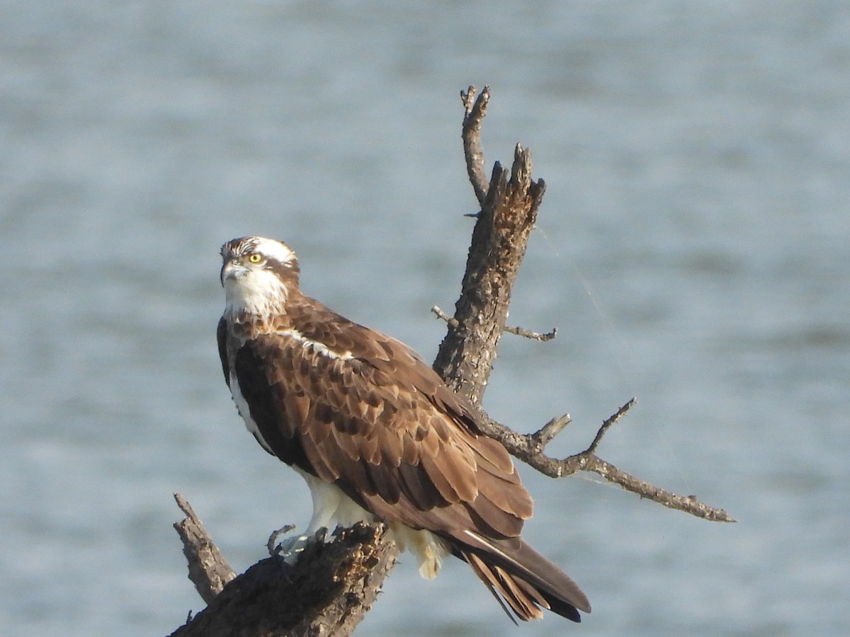 Osprey - ML644703481