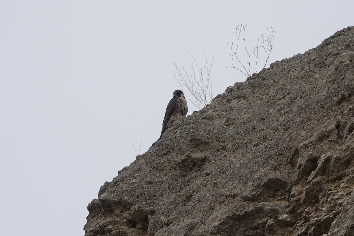 Эгэл шонхор - ML644703484