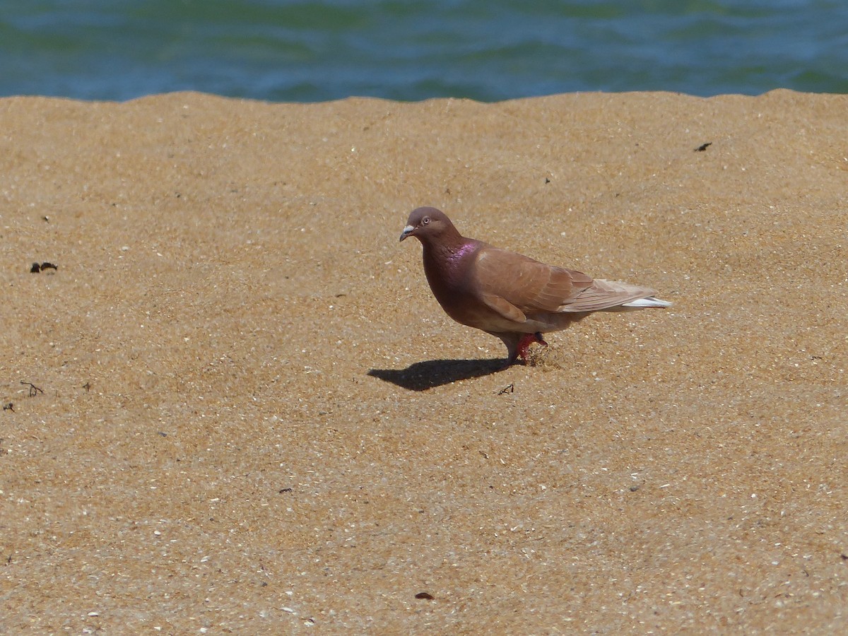 Felsentaube (Straßentaube) - ML644703487