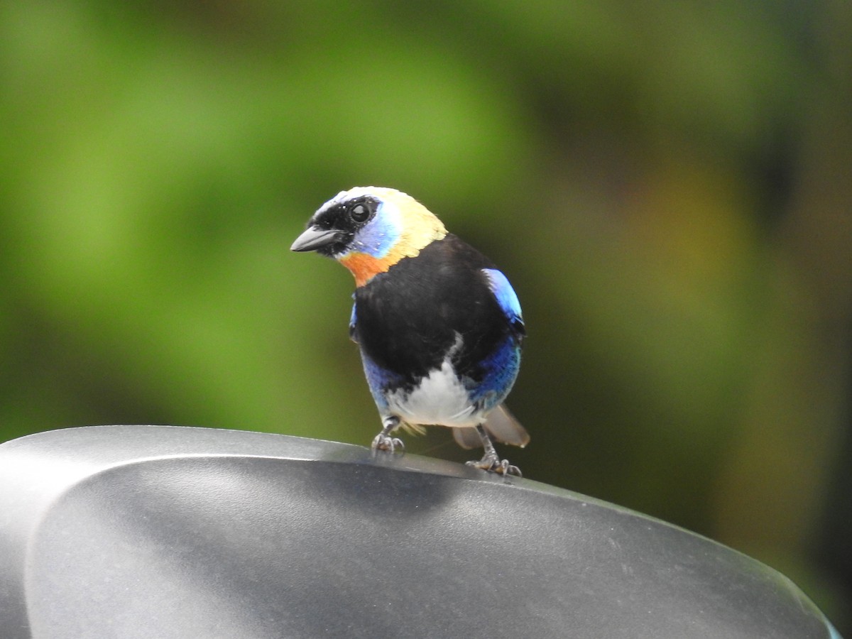 Golden-hooded Tanager - ML644703489