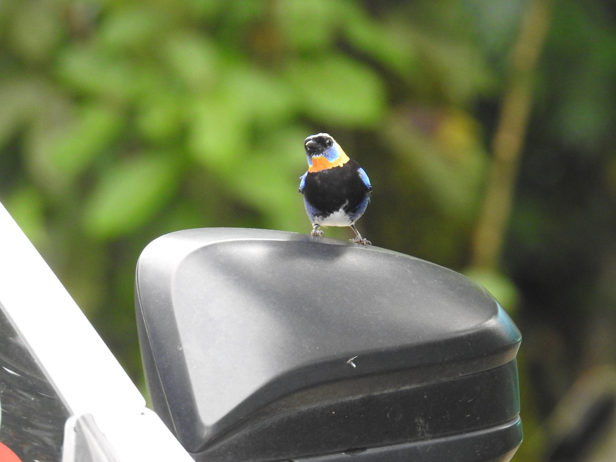 Golden-hooded Tanager - ML644703490