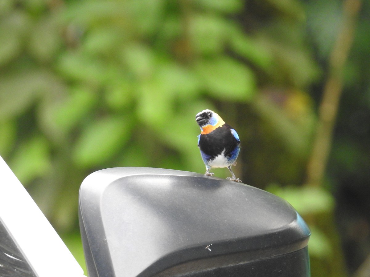 Golden-hooded Tanager - ML644703491