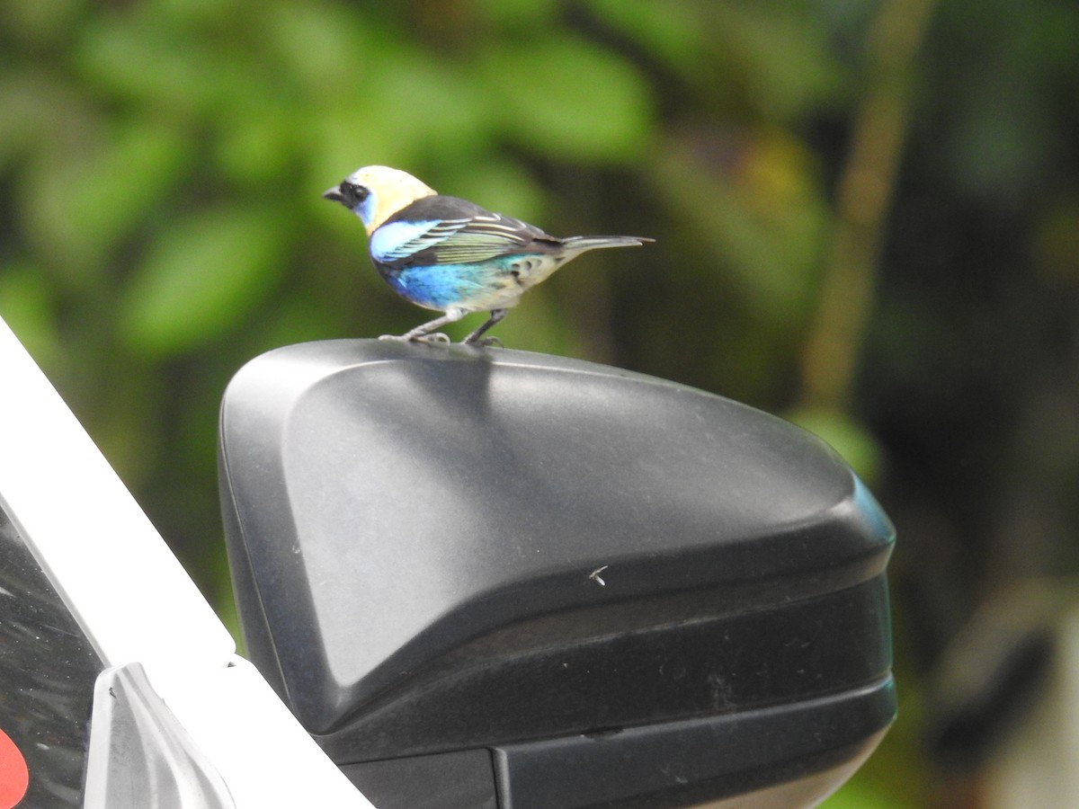 Golden-hooded Tanager - ML644703492