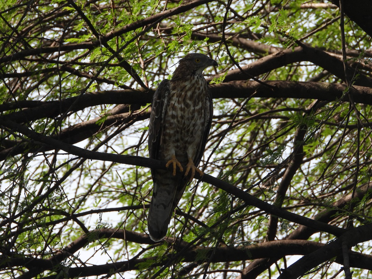 Oriental Honey-buzzard - ML644703502