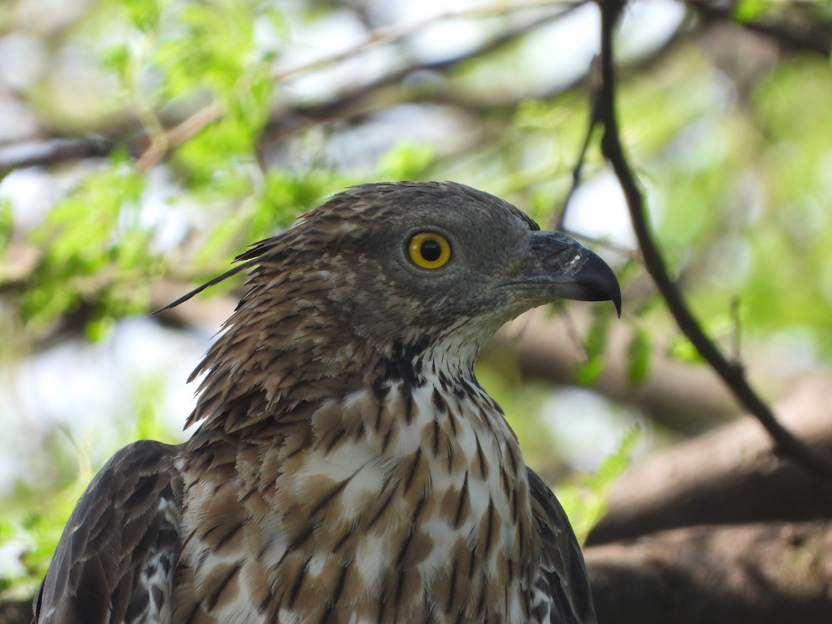 Oriental Honey-buzzard - ML644703503