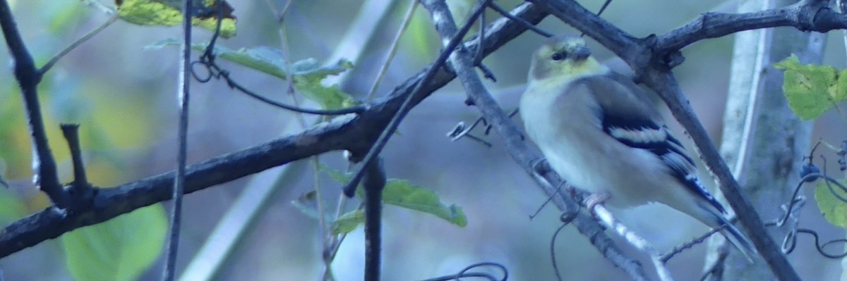 オウゴンヒワ - ML644703515