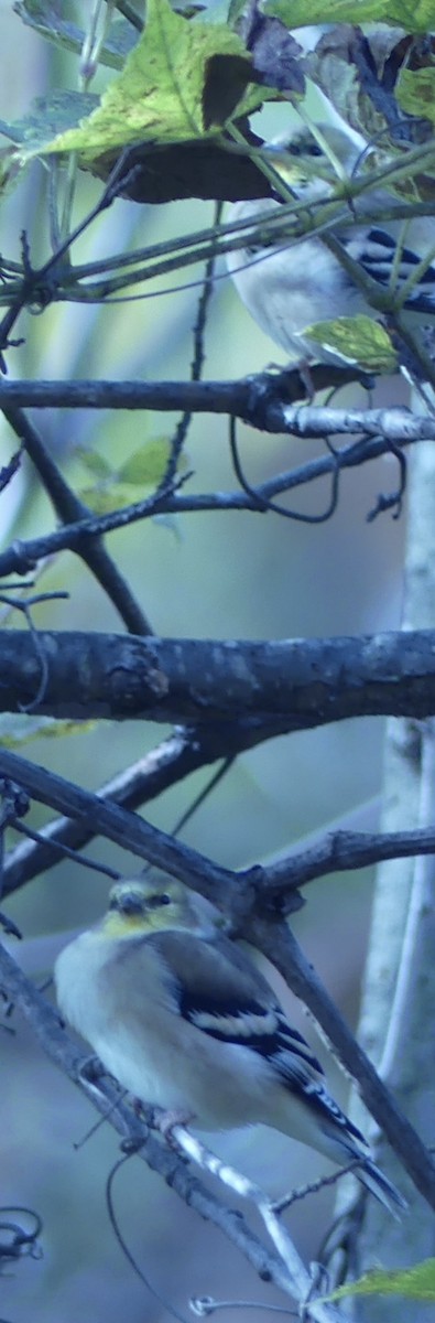 オウゴンヒワ - ML644703516