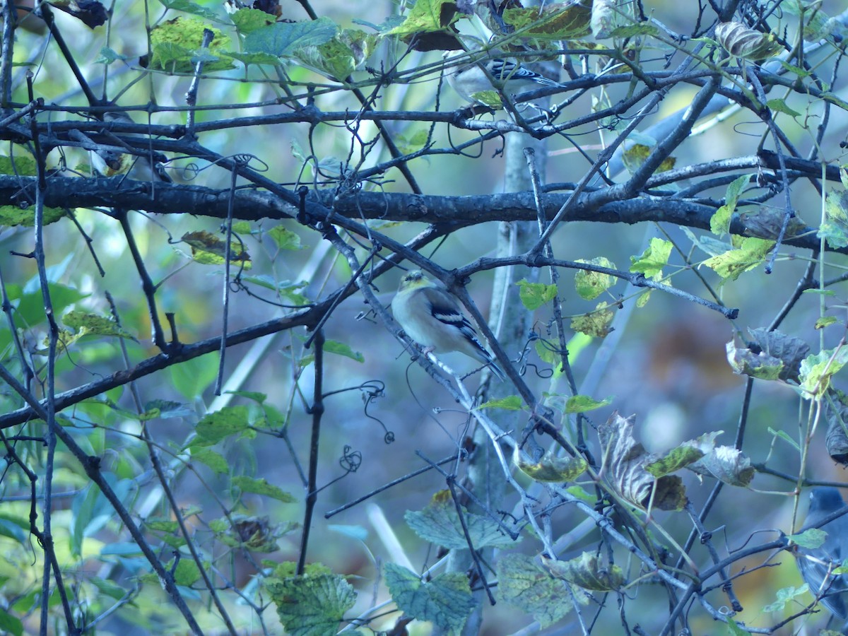 オウゴンヒワ - ML644703517