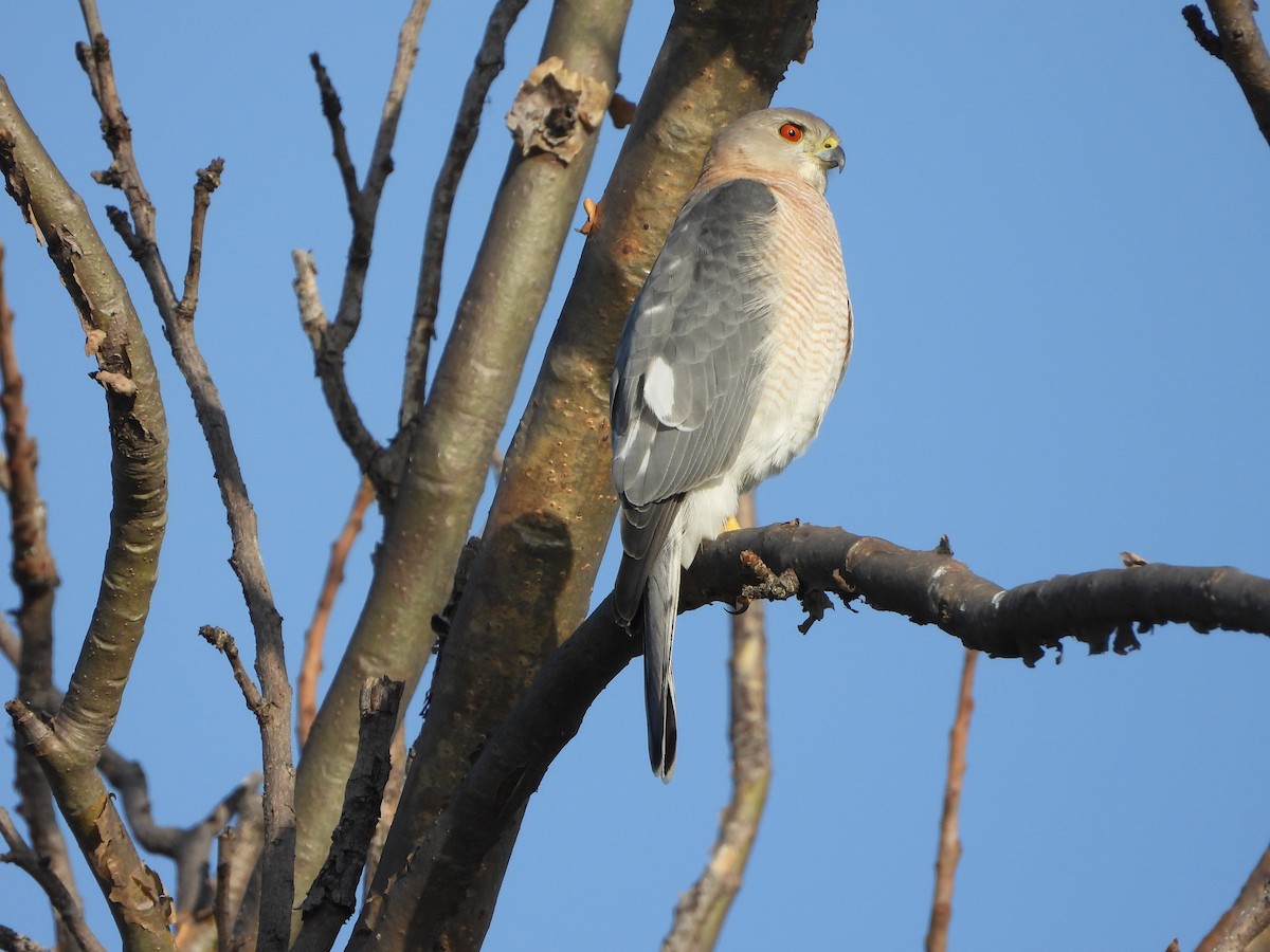 Shikra - ML644703519