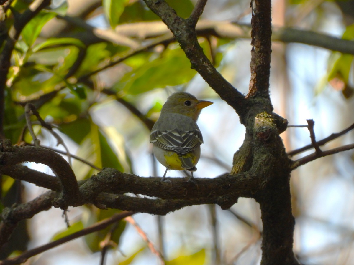 Piranga à tête rouge - ML644703524