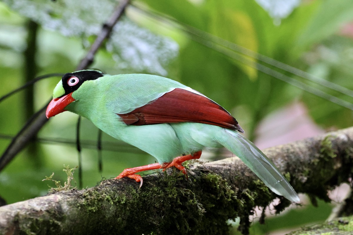 Bornean Green-Magpie - ML644703531