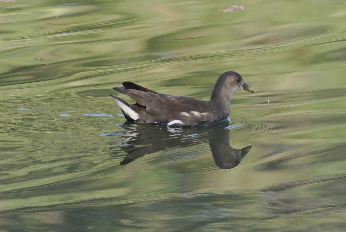 Gallinule poule-d'eau - ML644703542