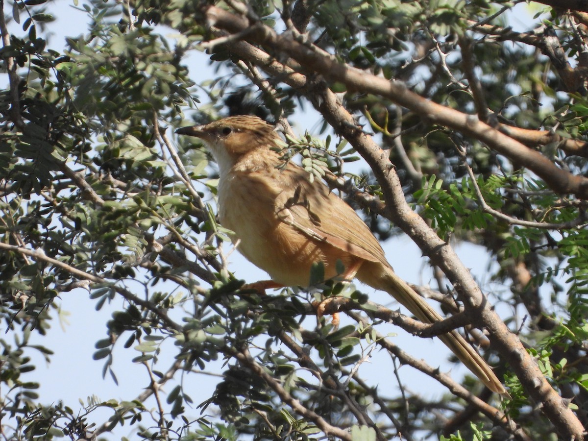 Common Babbler - ML644703543