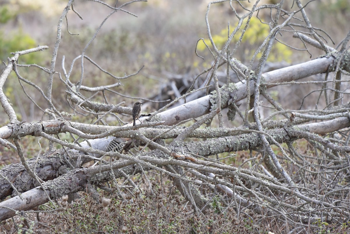 European Stonechat - ML644703551