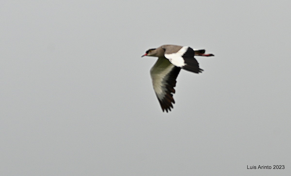 Crowned Lapwing - ML644703555