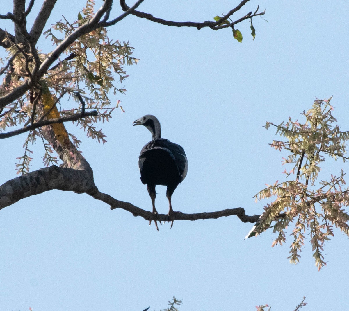 White-throated Piping-Guan - ML644703560