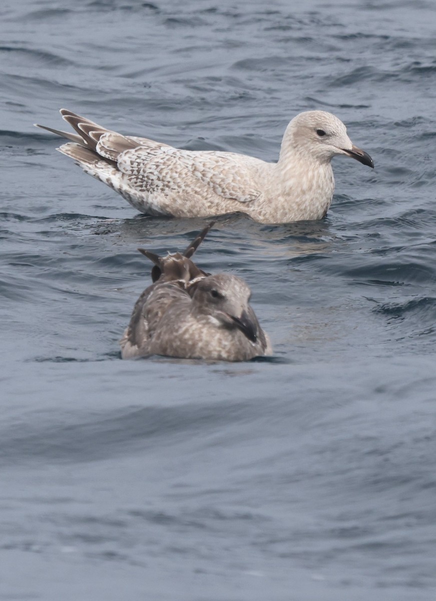 Iceland Gull (Thayer's) - ML644703565