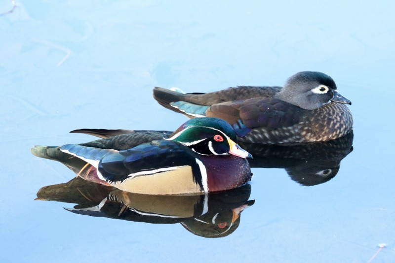 Каролінка - ML644703588