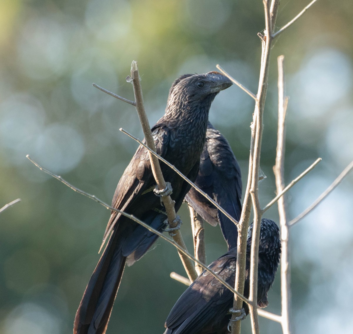 Düz Gagalı Ani - ML644703589