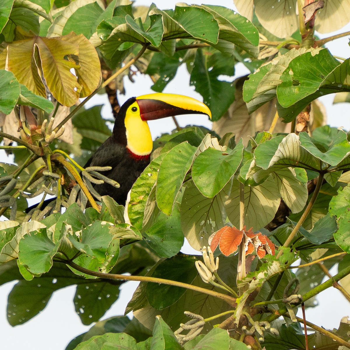 Yellow-throated Toucan (Chestnut-mandibled) - ML644703590