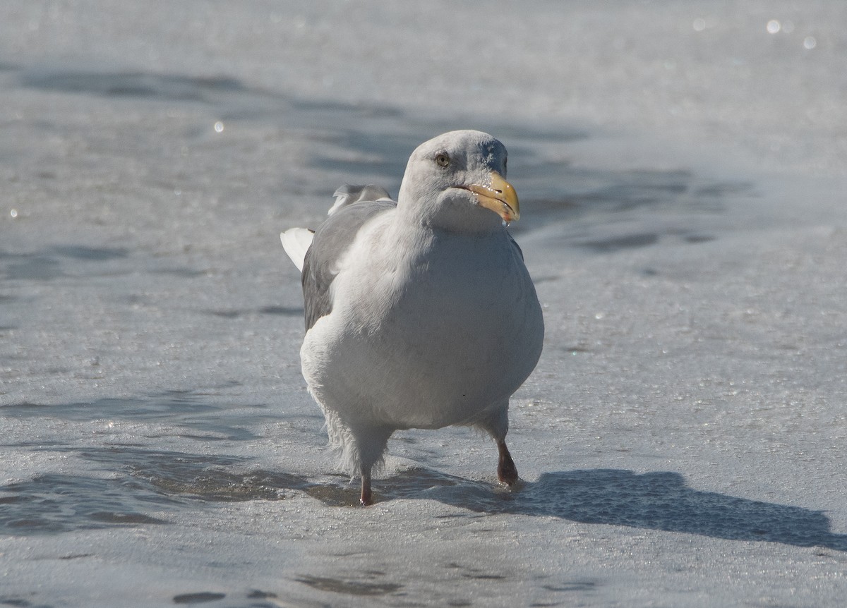 Мартин західний - ML644703594
