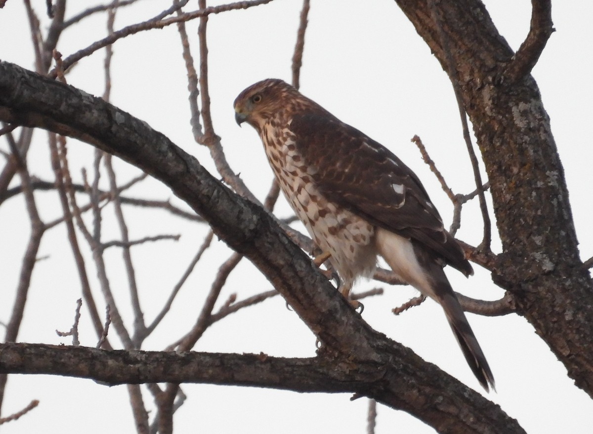 Cooper's Hawk - ML644703613