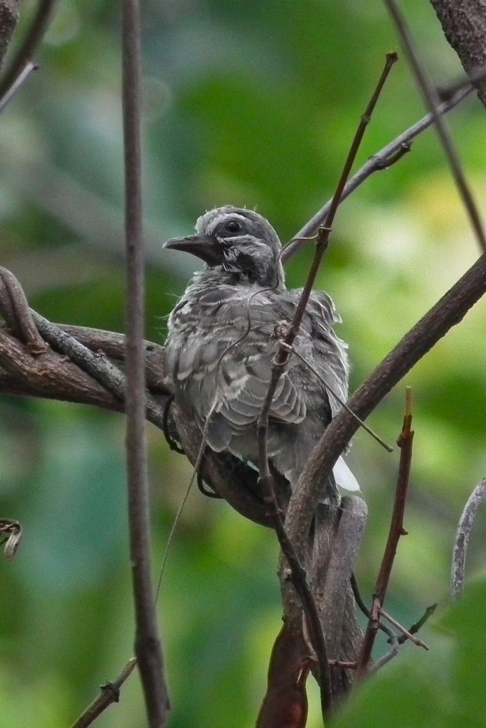 Partridge Pigeon - ML644703615
