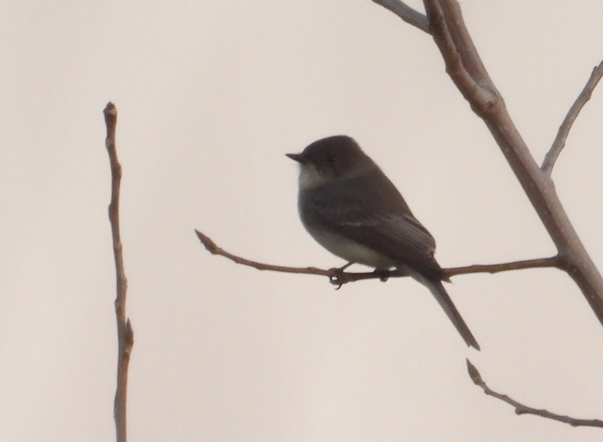 Eastern Phoebe - ML644703622