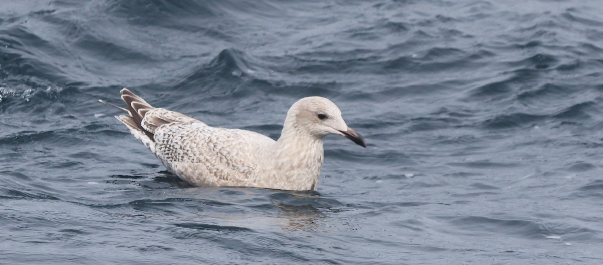 Iceland Gull (Thayer's) - ML644703626