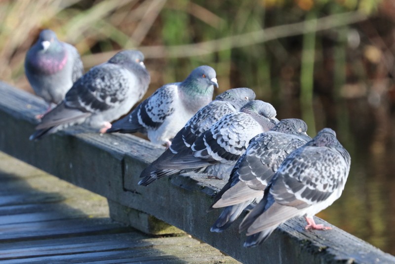 Felsentaube (Straßentaube) - ML644703627