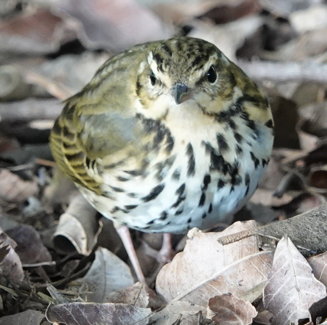 Olive-backed Pipit - ML644703632