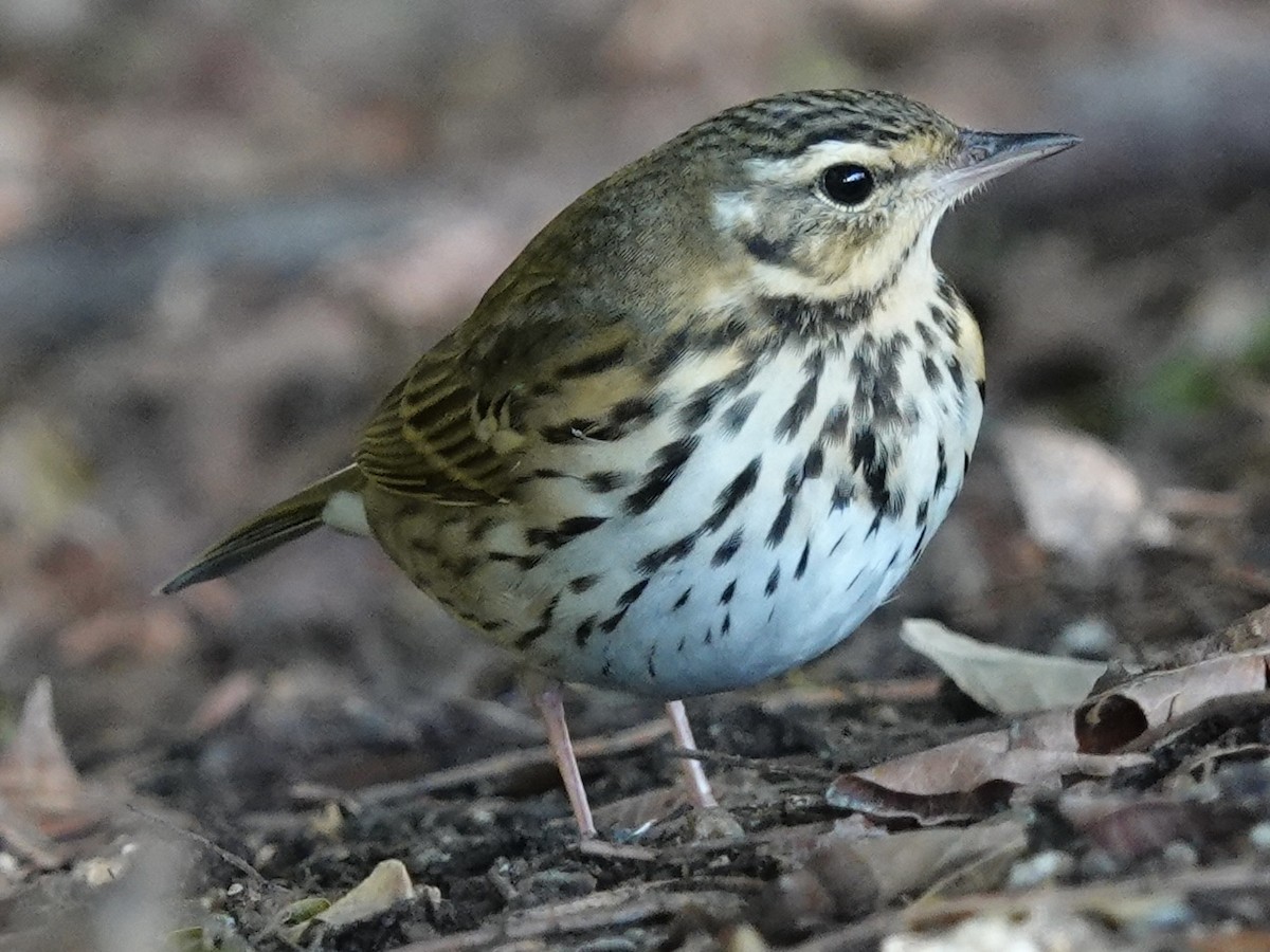 Olive-backed Pipit - ML644703633